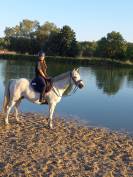 Poney de sport/famille 