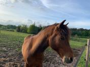 Poney New Forest