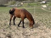 Poney New Forest