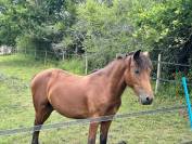 Poney New Forest