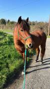 Poney New Forest