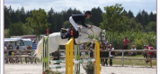 Poney de sport RARE À LA VENTE ⚠️