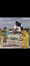 Poney de sport RARE À LA VENTE ⚠️