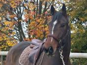 Hongre 5ans quabri de l’isle X mister blue 