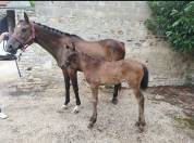 Pouliche SF