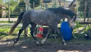 Entier pfs 145cm 3 ans
