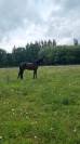 Cheval de loisir
