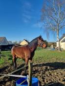 Cheval de loisir