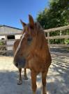 Poney C 