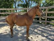 Poney C 