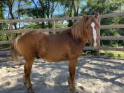Poney C 