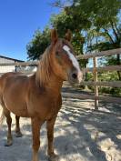 Poney C 