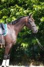 Magnfique Hongre Selle Francais par Glamourdale