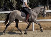 Luna –PRE calme et de la qualité faire plaisir