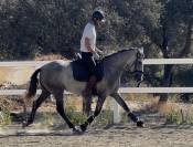 Luna –PRE calme et de la qualité faire plaisir