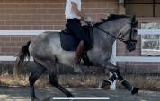 Luna –PRE calme et de la qualité faire plaisir