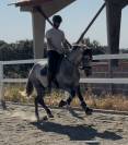 Luna –PRE calme et de la qualité faire plaisir