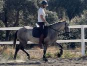 Luna – Potra PRE con nobleza, corazón y calidad 