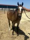Ponette PFS 2 ans 
