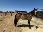 Ponette PFS 2 ans 