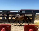 Ponette PFS 2 ans 