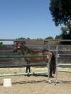 Ponette PFS 2 ans 