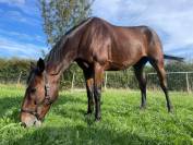 Cheval de loisirs 
