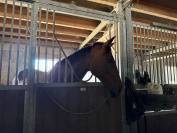 Cheval de loisirs 