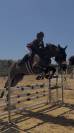 Cheval de loisirs 