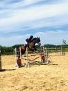 Cheval de loisirs 