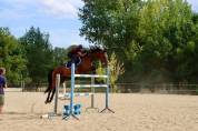 Cheval de loisirs 