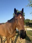 Cheval de loisirs 