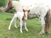 poney shetland