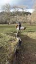 poney shetland