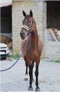 CHEVAL PS 5 ANS 1m66
