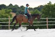 CHEVAL PS 5 ANS 1m66