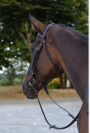 CHEVAL PS 5 ANS 1m66