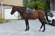 CHEVAL PS 5 ANS 1m66