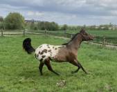 Jument appaloosa ApHC