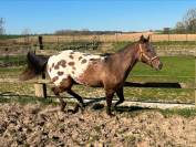 Jument appaloosa ApHC