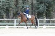 Ruin Lusitano Te koop 2016 Donker bruin / bai ,  No Records.