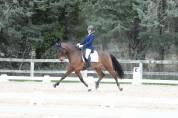 Ruin Lusitano Te koop 2016 Donker bruin / bai ,  No Records.