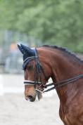 Ruin Lusitano Te koop 2016 Donker bruin / bai ,  No Records.