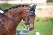 Ruin Lusitano Te koop 2016 Donker bruin / bai ,  No Records.