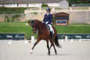 Ruin Lusitano Te koop 2016 Donker bruin / bai ,  No Records.