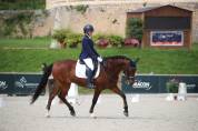 Ruin Lusitano Te koop 2016 Donker bruin / bai ,  No Records.