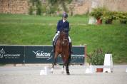 Ruin Lusitano Te koop 2016 Donker bruin / bai ,  No Records.
