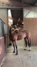 JUMENT POUR CSO AMATEUR/LOISIR/POULINIERE