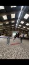 JUMENT POUR CSO AMATEUR/LOISIR/POULINIERE