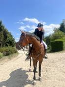 JUMENT POUR CSO AMATEUR/LOISIR/POULINIERE